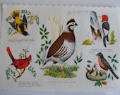 Paper place mat birds admat