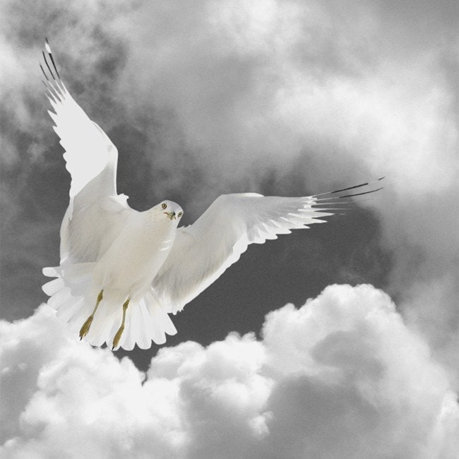 Angel, Animal Photography, Bird Art Print, Nature Photography, 6 x 6, Fine Art Photography