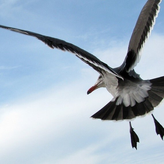 Looking Back - Heermann's Gull, Bird Photograph, Fine Art Print