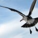 Looking Back - Heermann's Gull, Bird Photograph, Fine Art Print