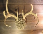 Deer Antlers -Real Shabby Chic 9 Pointer Deer Horns with Real Pine Cones/ One of a Kind / Primitive