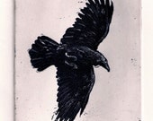 sale- Raven, crow. FLIGHT etching 4 inch x 5 inch 2011