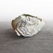Oyster No. 2 - Handstitched Oyster Book Sculpture