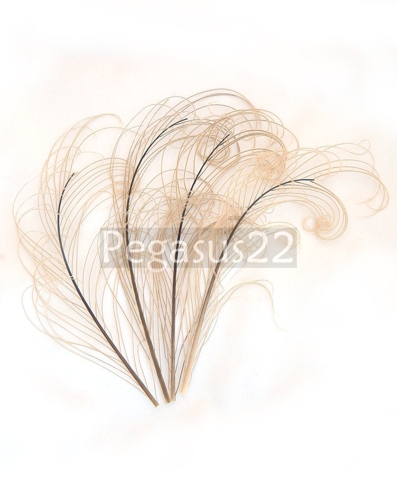IVORY peacock feather sprigs curled for hats, fascinators, headdresses, and floral arrangements. (5-8 Inches Long)(4 SPRIGS)