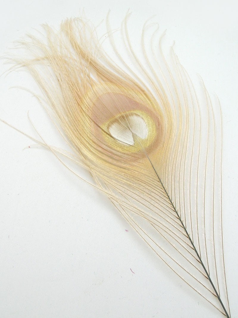 IVORY Peacock Feather Eyes. Pristine D.I.Y. feathers for fascinators, wedding invitations, bouquets and millinery (Small)(6 Feathers)