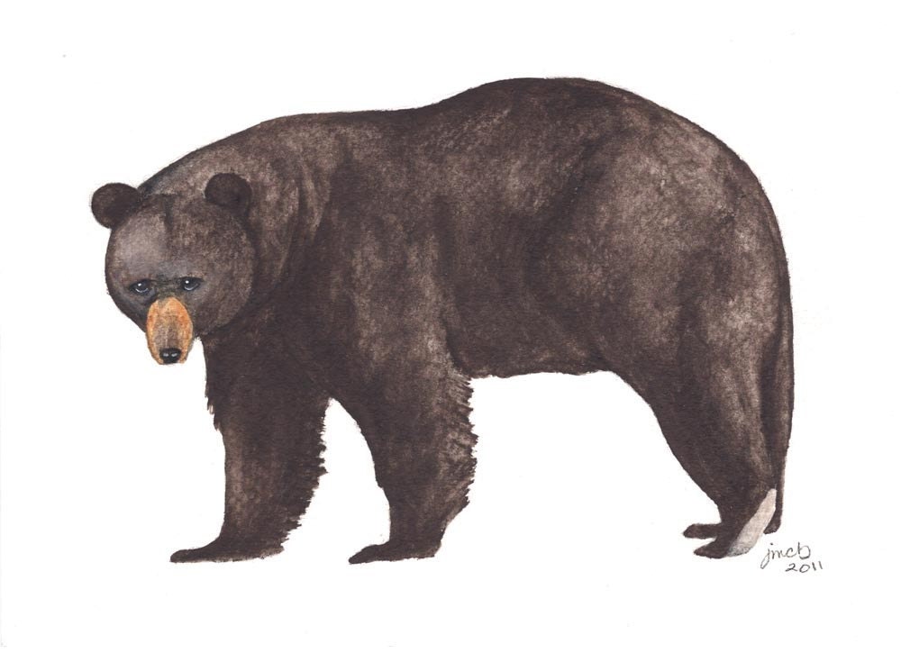 Black Bear watercolor