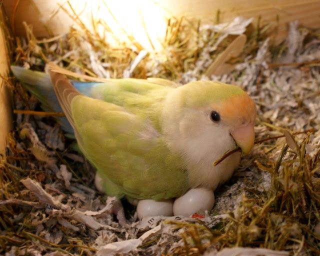 nesting-bird-lovebird-hen-sitting-on-eggs-in-her-by-eclecticforest