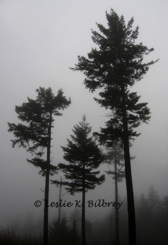 Black and White Nature Photography, Fog and Trees, 10x15 Fine Art Nature Print, Home Decor, Wall Decor