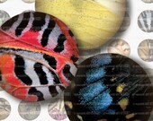 20 mm circles . Butterfly Wings, Closeup . Digital Collage Sheet 142