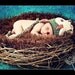 Nest Pod Bowl, Hand Crocheted Newborn Baby Photography Prop