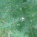 Dill Seed (Anethum graveolens) Organically Grown