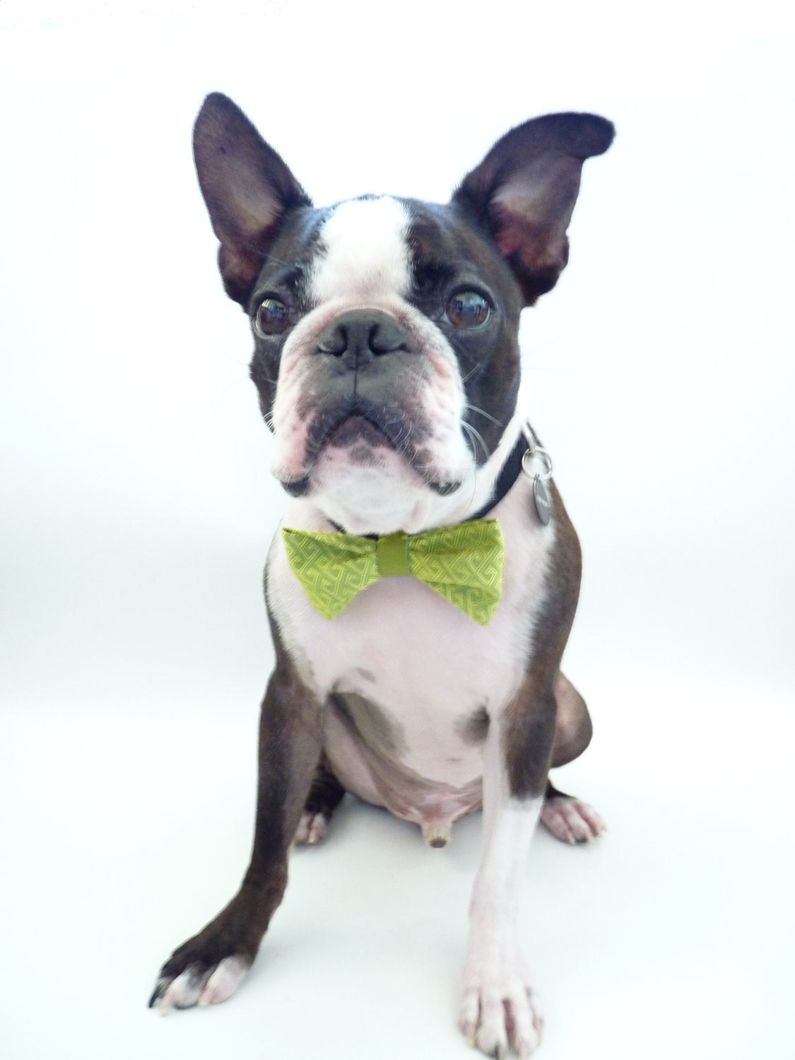 Pet Bow Tie / The "BubbaBow" Tie for Happy Pets- Green Vietnamese Silk with Leather Accent