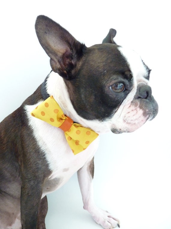 Pet Bow Tie / The "BubbaBow" Tie for Happy Pets Vietnamese Silk with Leather Accent / Ready to Ship