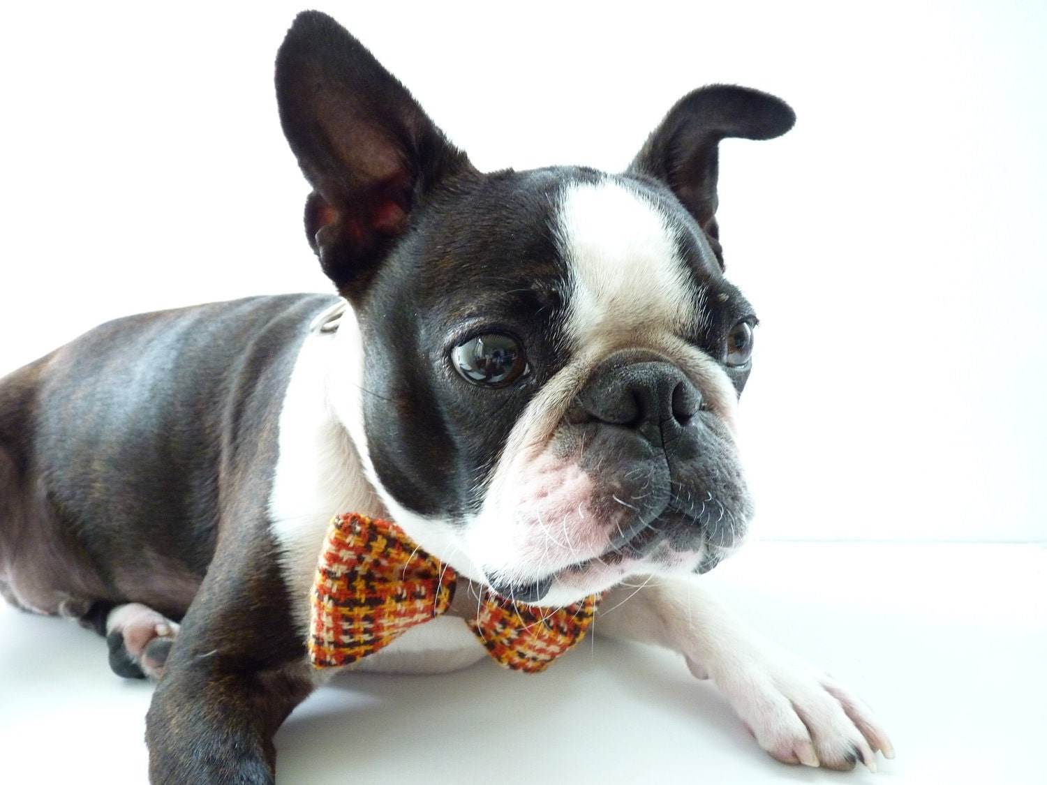 Dog Bow Tie / The "BubbaBow" Tie for Happy Pets-Vintage Fabric Fall Colors with Leather Accent / Ready to Ship