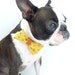 Pet Bow Tie / The "BubbaBow" Tie for Happy Pets Vietnamese Silk with Leather Accent / Ready to Ship