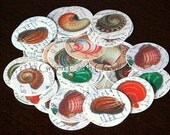 EcoFriendly Stickers: Seashell stickers, sea shell envelope seals, vintage inspired stickers, 1.5" circles - Set of 50