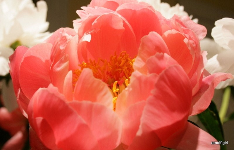 Coral Peony 3- Reserved For Patty- Macro Coral Peony Fine Art Photograph