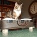 FREE SHIPPING Cozy Cargo Suitcase Pet Bed - Brown and Purple - Birch Round Legs - Upcycled Luggage