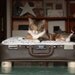 FREE SHIPPING Cozy Cargo Suitcase Pet Bed - Brown and Purple - Birch Round Legs - Upcycled Luggage