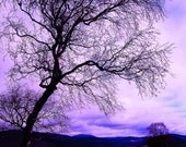 In Touch - 5x7 Fine Art Tree Landscape Photography Print of Scottish Highlands - Beautiful Scenery Wall Art Gift for Nature Lovers