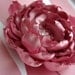 Bridal Sash for Bride or Bridesmaid, Cabbage Rose Wedding Belt. Dusty Pink Flower Sash