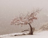 Fine Art Photography Snowflake Art Winter Art Snow Fall First Snow at the Lake 8x10 Fine Art Photograph