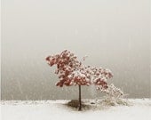 Nature  Photography Landscape Photography First Snow Art Winter Scene Snow Photography 16x20