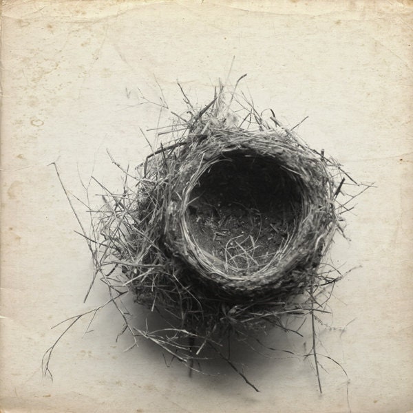 French Country Empty Nest  Rustic Decor Ivory Black and White Natural History 8x8   Archival Photograph