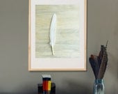 Minimal Home Decor White Feather on Blue Pine 16x20  Archival Photograph - lucysnowephotography