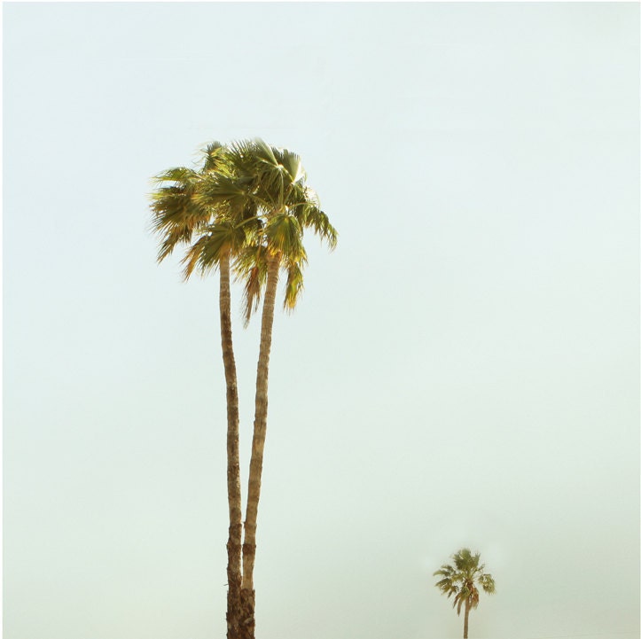Palm Tree in the Desert Mid Century Modern Architectural Landscape 10x10 Photograph