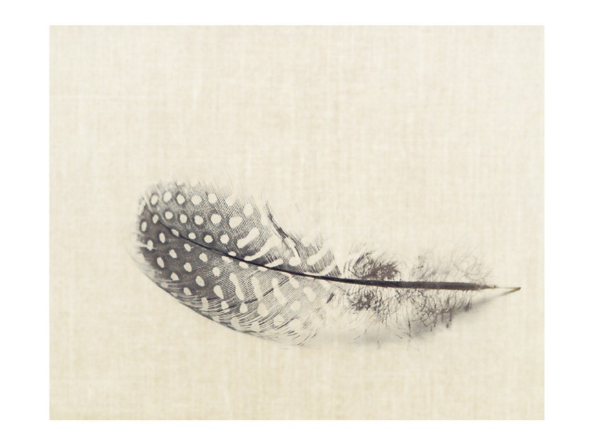 A Zen Series of Natural History Objects 8x 10 Fine Art Photograph