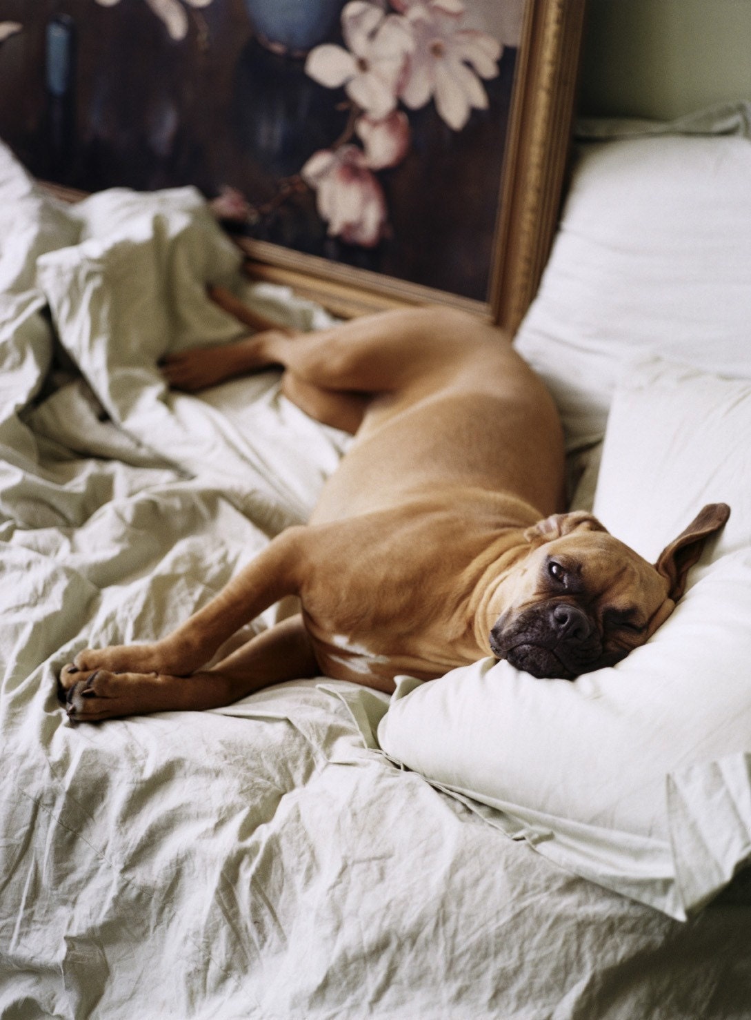 Portrait of Fifi The Boxer Lounging in Bed 8x10 Fine Art Photograph