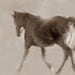 Reserved for April Horse in the Clouds Sepia  11x14 Fine Art Photographs