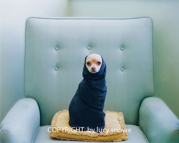 Chihuahua Photograph of PINKY NOVAK in mid century chair 11x14 Fine Art Photograph