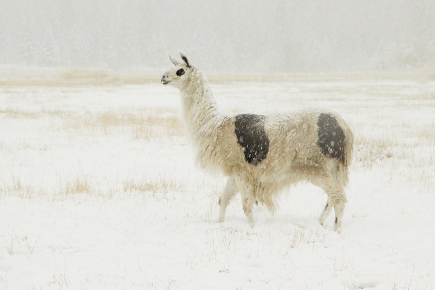Llama Animal Art Tribal Fine Art Photography Snow Art Winter Art Snow Landscape Art Photography 8x10 Fine Art Photograph
