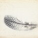 A Zen Series of Natural History Objects 8x 10 Fine Art Photograph
