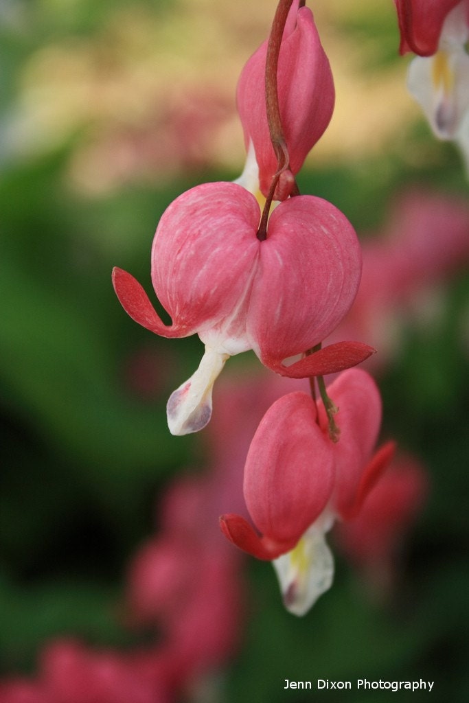 Bleeding Heart Photo Print