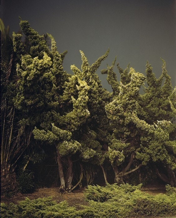 Cypress Trees, Marina Del Rey, CA. 2003, 8.5x11 Fine Art Print