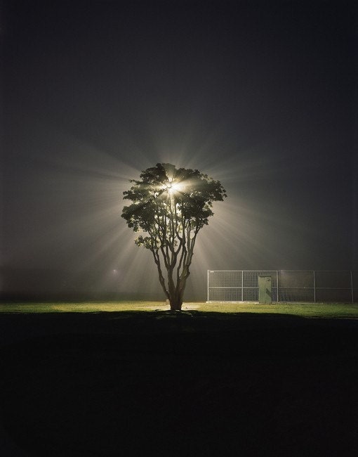 Tree, Marina Del Rey, CA. 2003, 8.5x11 Fine Art Print