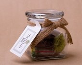Small Jar Terrarium Kit - 4"