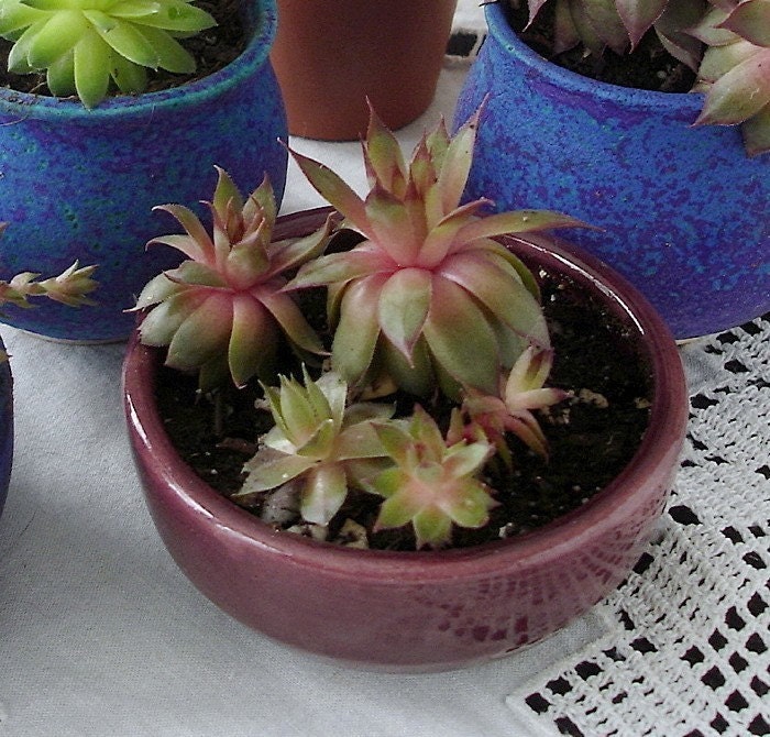 Ceramic Planter Terrarium mini flower Pot, spring outdoors, Maroon, indoor garden gardening, Handmade wheel thrown Clay Bowl