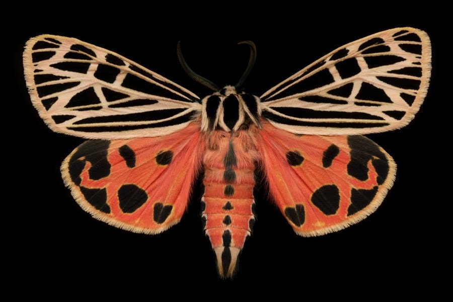 Virgin Tiger Moth - Grammia virgo