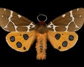 Great Tiger Moth - Arctia caja americana