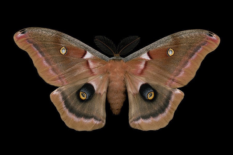 Polyphemus Moth - Antheraea polyphemus