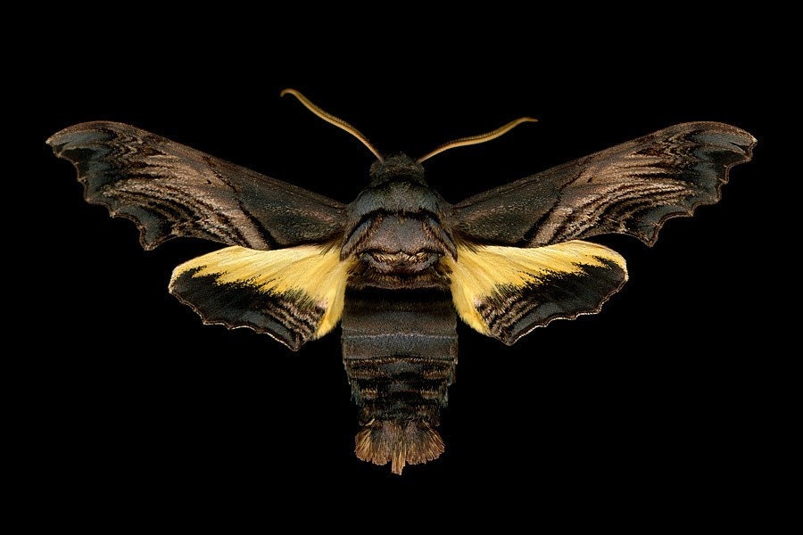 Abbott's Sphinx Moth - Sphecodina abbottii