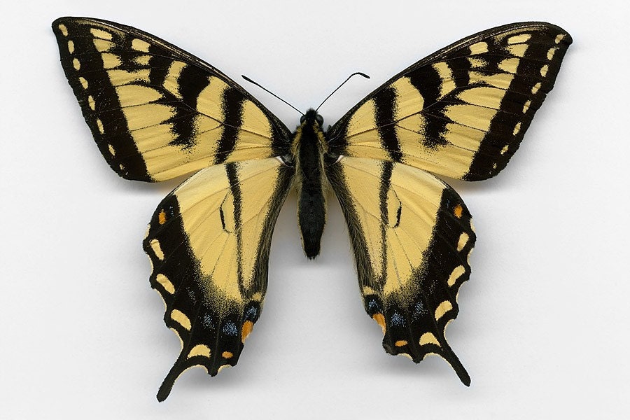 Tiger Swallowtail - Papilio canadensis