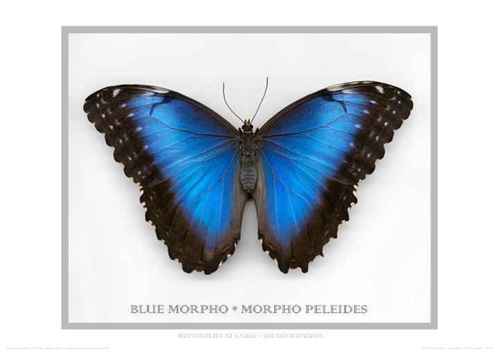 Blue Morpho Butterfly poster