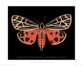 Virgin Tiger Moth poster