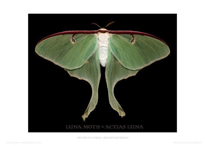 Luna Moth poster