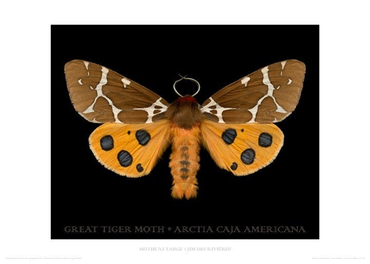 Great Tiger Moth poster